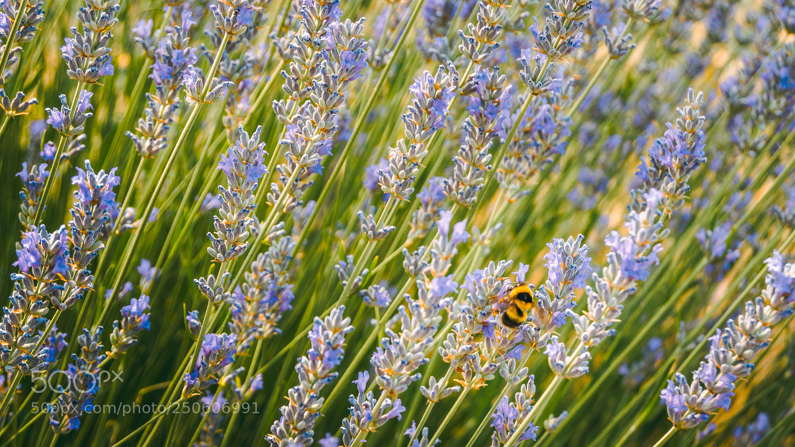 Nikon D3200 sample photo. Bee and lavender photography