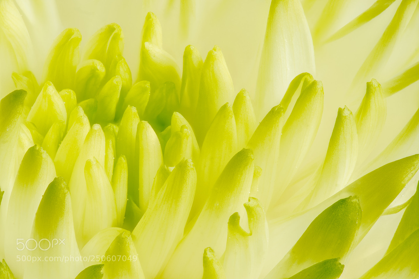 Nikon D4S sample photo. Chrysanthemum photography
