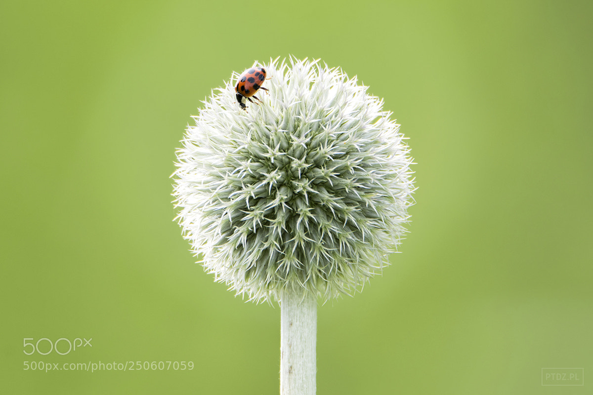 Nikon D5300 sample photo. 007 ladybug photography