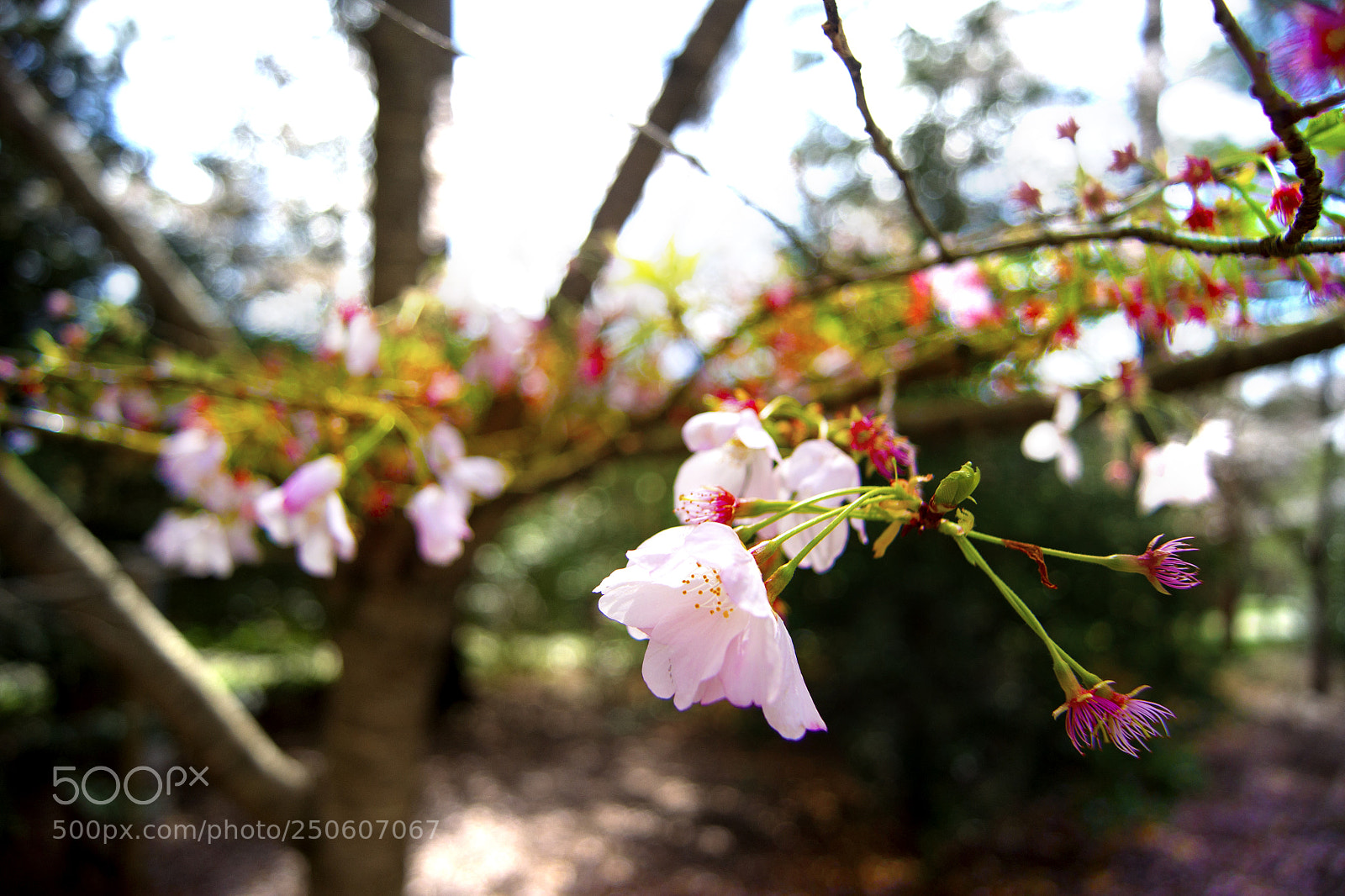 Sony Alpha DSLR-A500 sample photo. Spring aurora photography