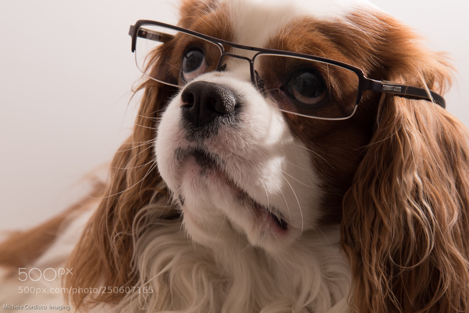 Nikon D810 sample photo. Spot photography