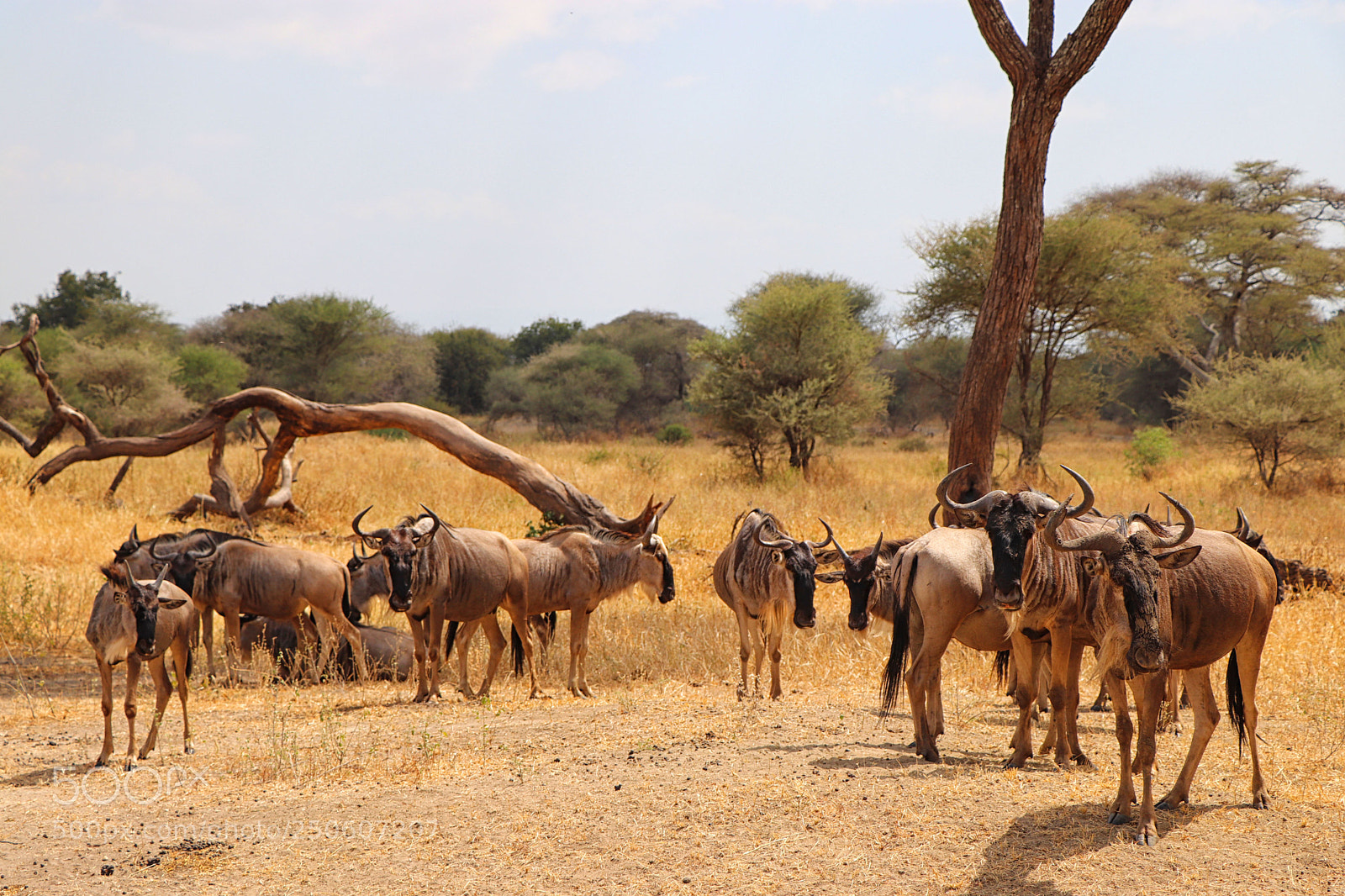 Canon EOS 77D (EOS 9000D / EOS 770D) sample photo. Safari experience photography