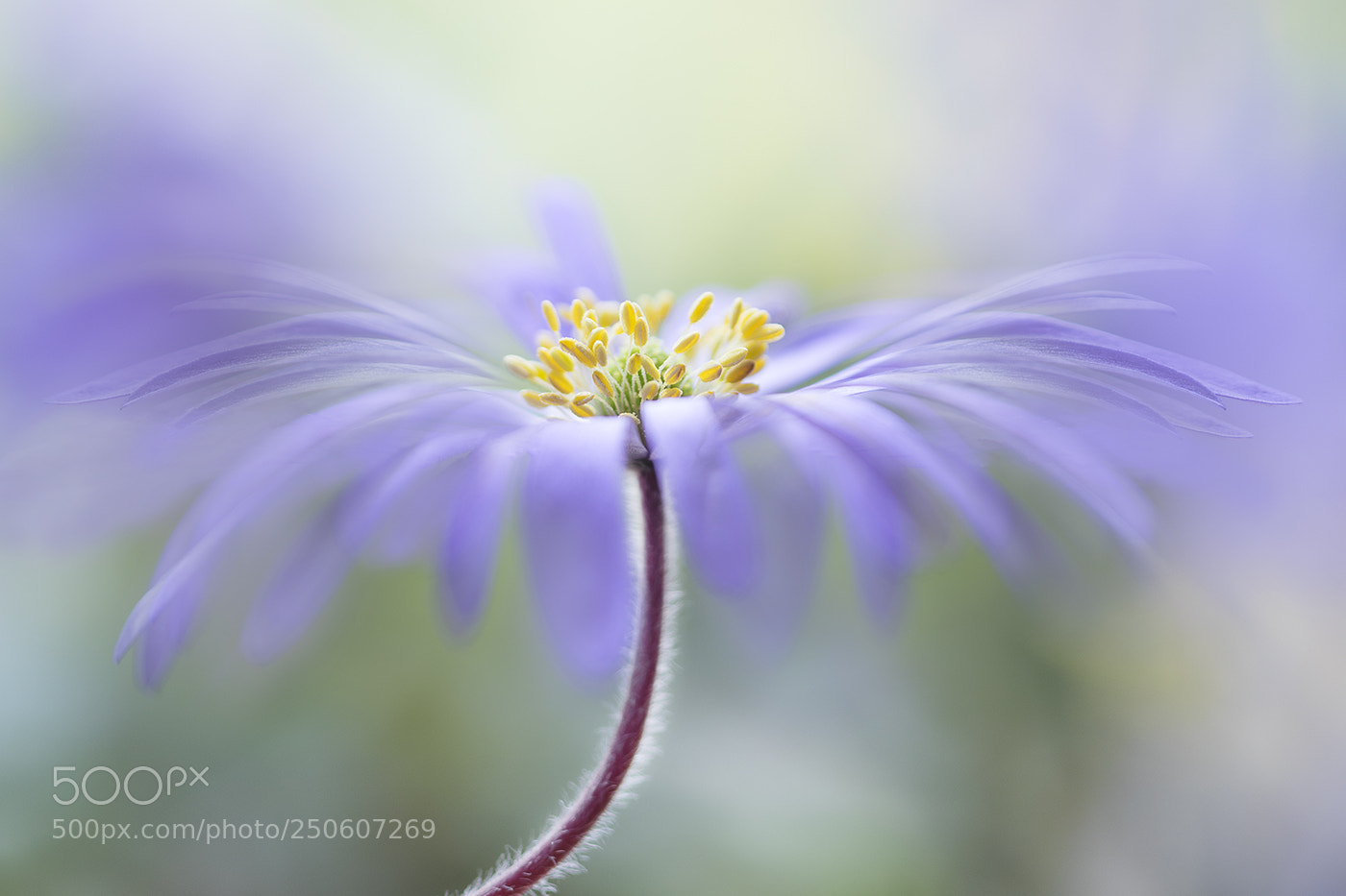Canon EOS 7D Mark II sample photo. Anemone blanda photography