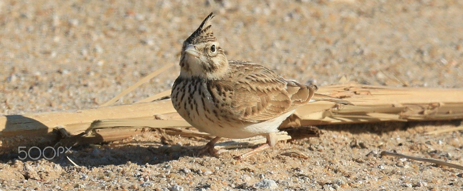 Canon EOS 7D Mark II sample photo. Crested lark photography
