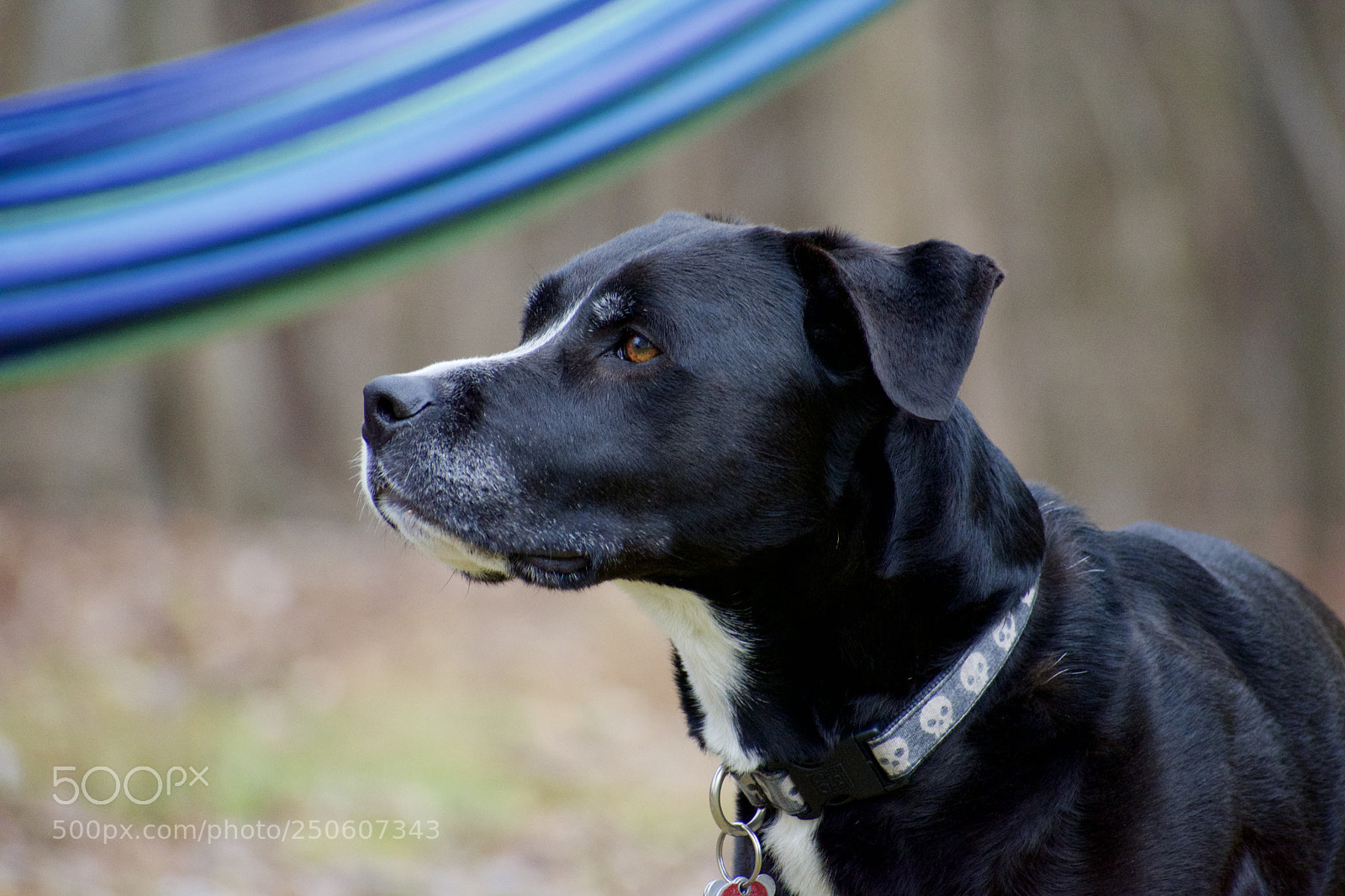 Nikon D3400 sample photo. Padfoot  photography