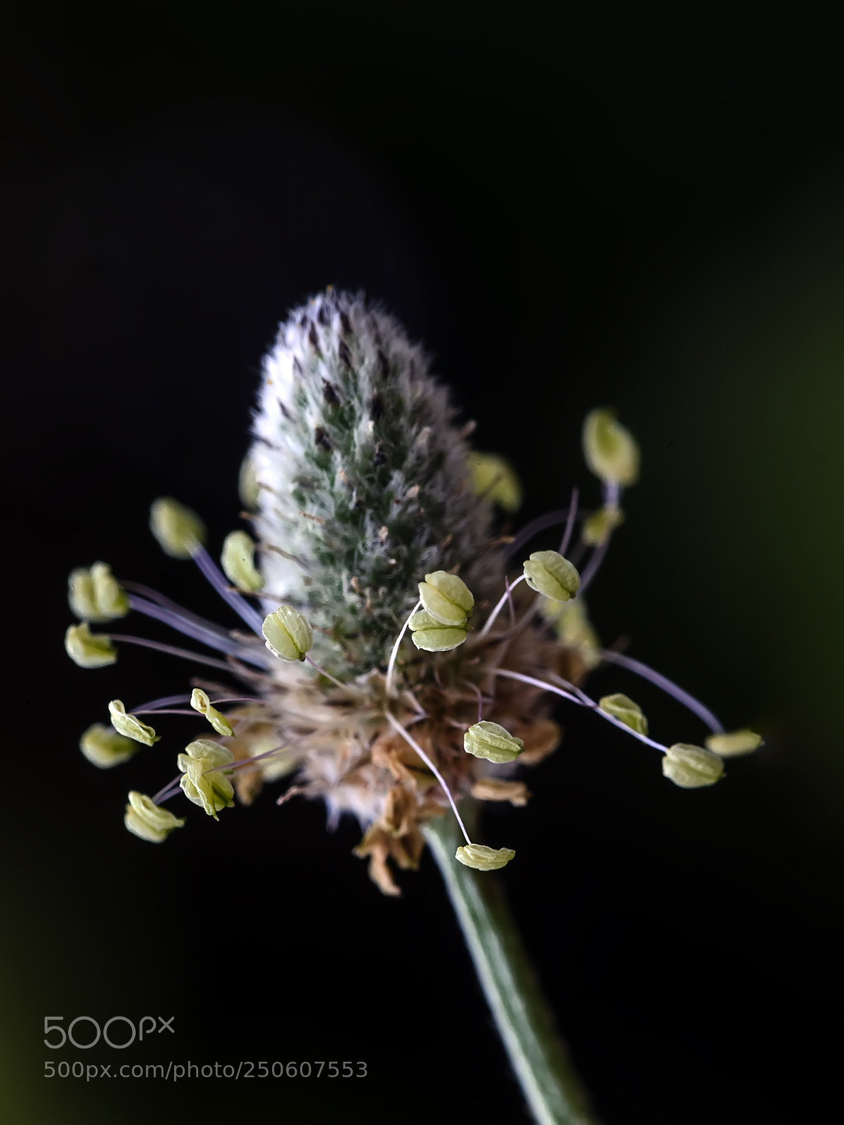Canon EOS 5D Mark II sample photo. Zapatos de liebre photography