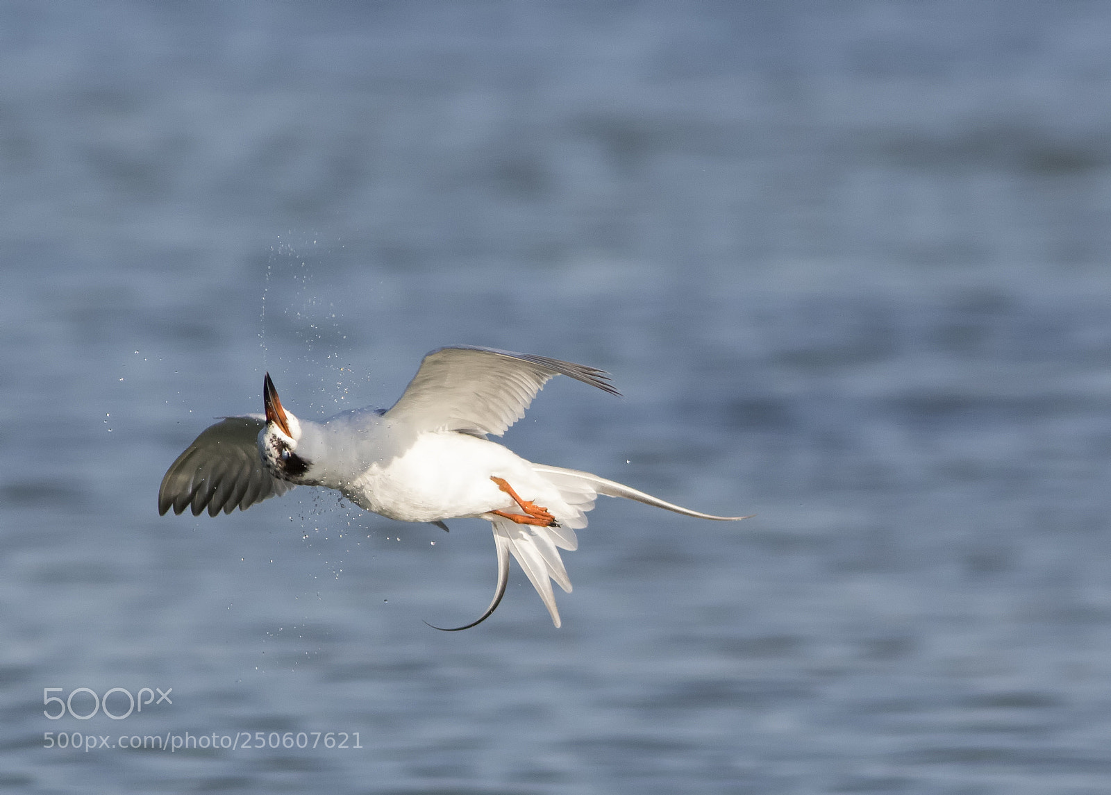 Canon EOS 7D Mark II sample photo. Tern acrobatics photography