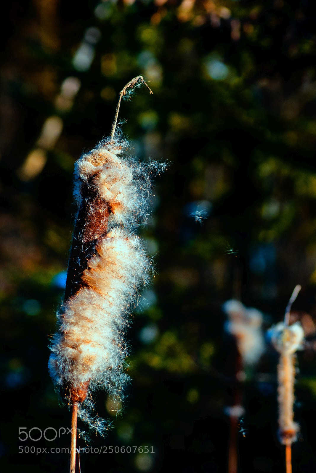 Sony a7 II sample photo. Zum davonfliegen photography