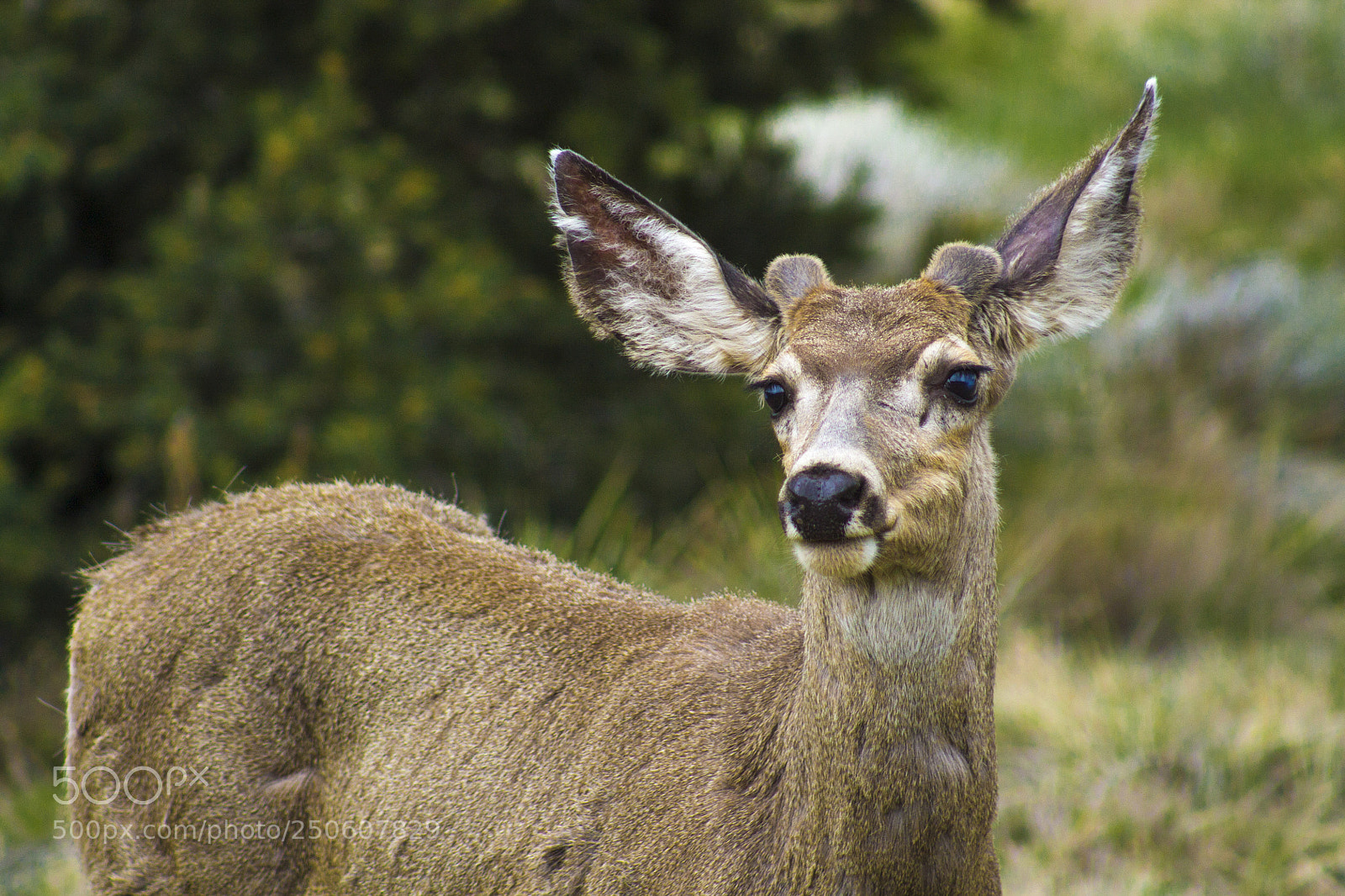 Canon EOS 1100D (EOS Rebel T3 / EOS Kiss X50) sample photo. Deer photography