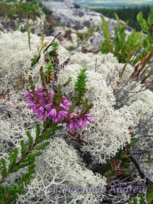 Canon PowerShot A590 IS sample photo. 'fire' and 'snow' - heather and deer moss photography