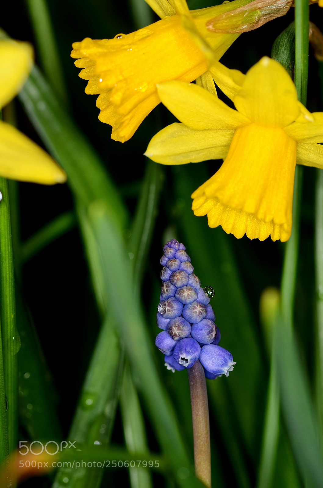Nikon D7000 sample photo. Daffodil and muscari photography