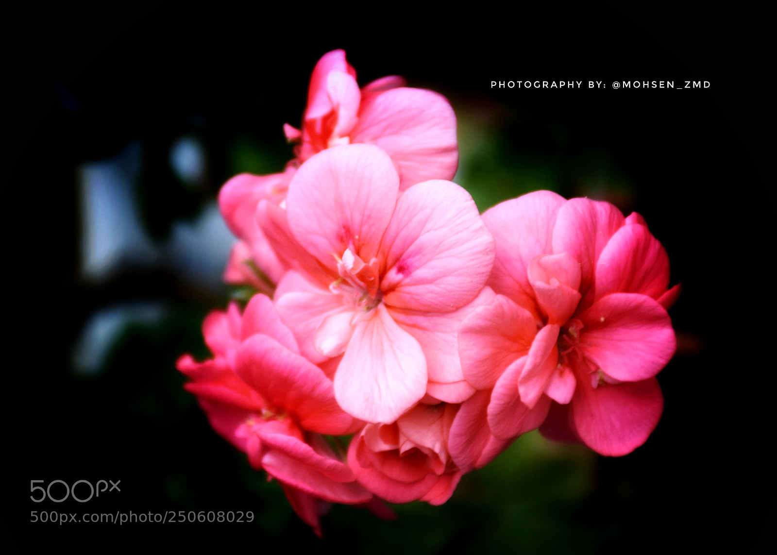 Nikon D7200 sample photo. Pink flowers photography