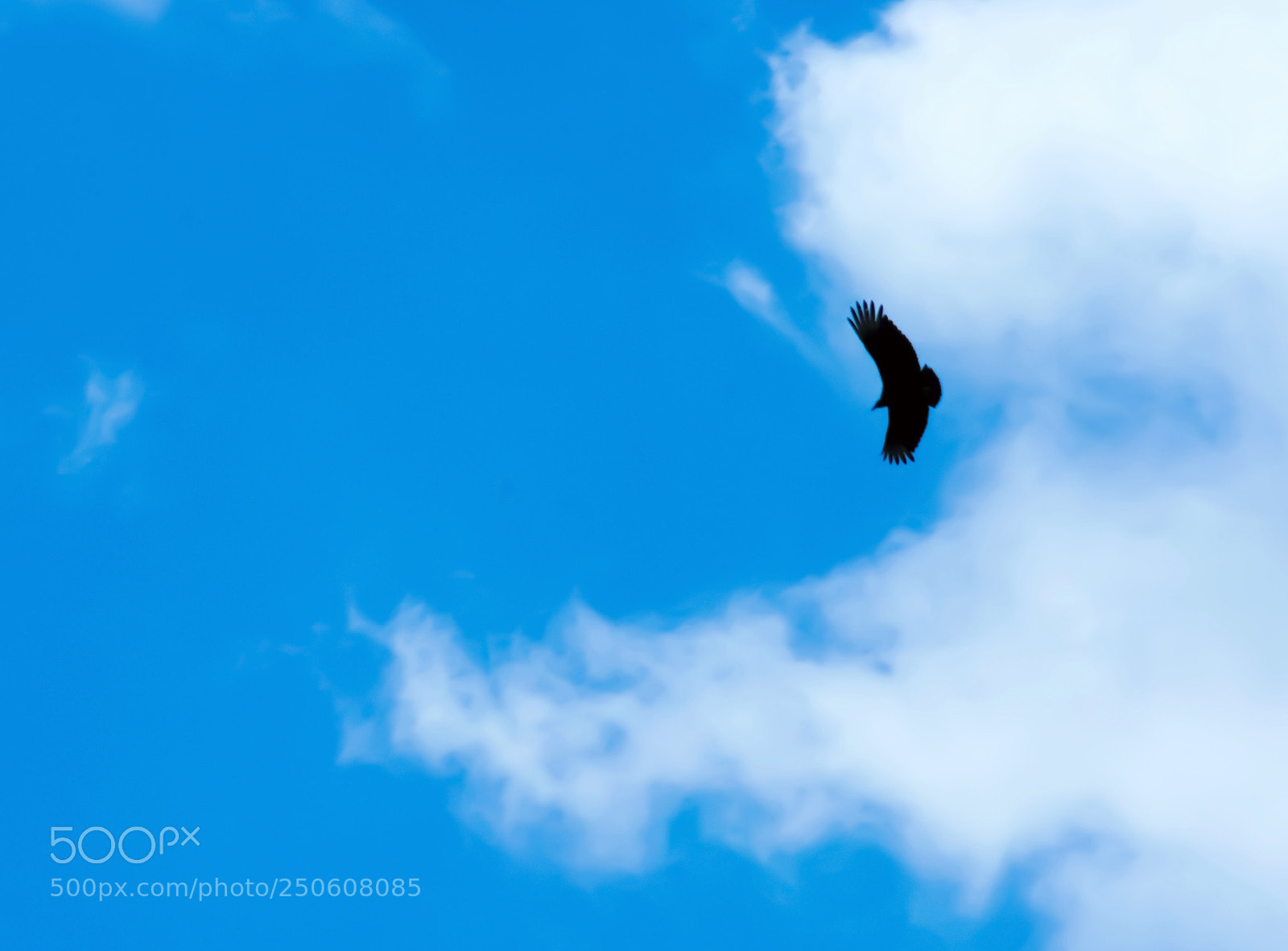 Nikon D3400 sample photo. Flying high photography