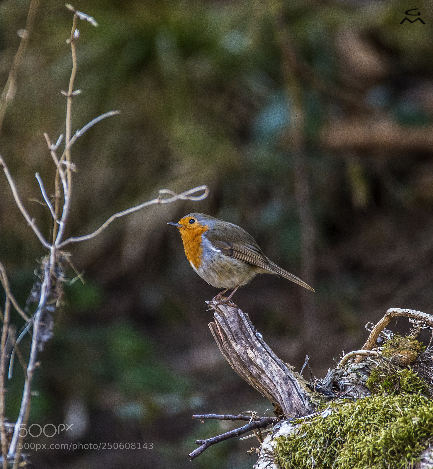 Nikon D500 sample photo. Robin photography