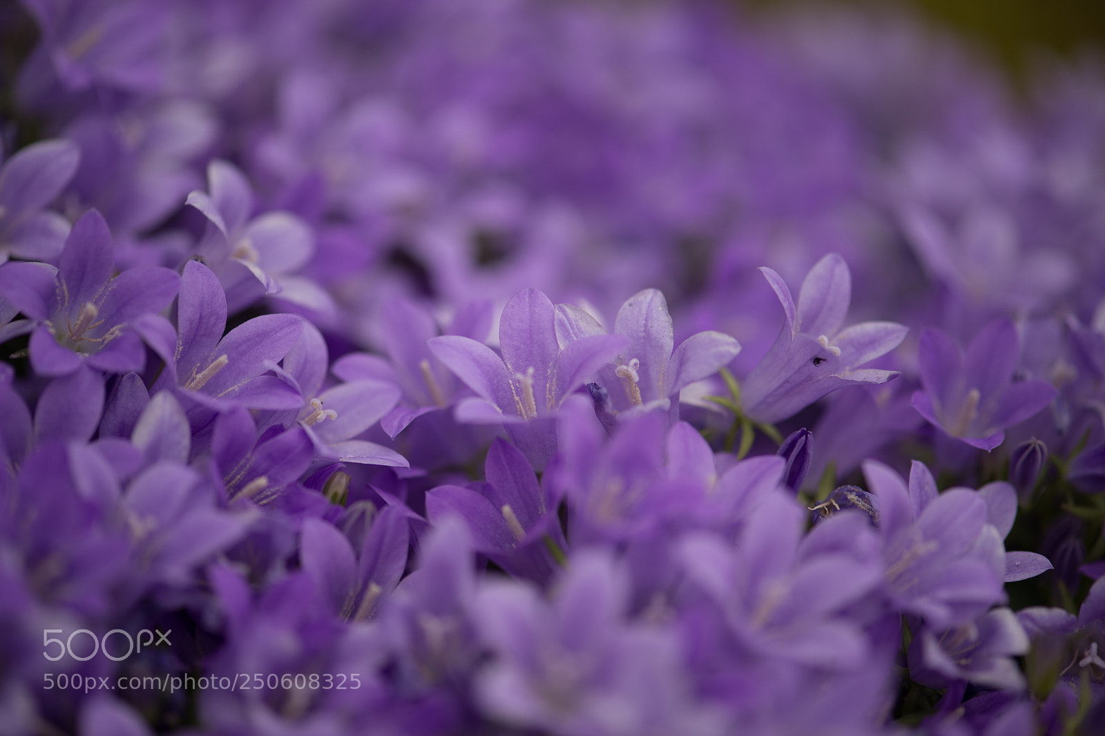 Nikon Df sample photo. Untitled photography