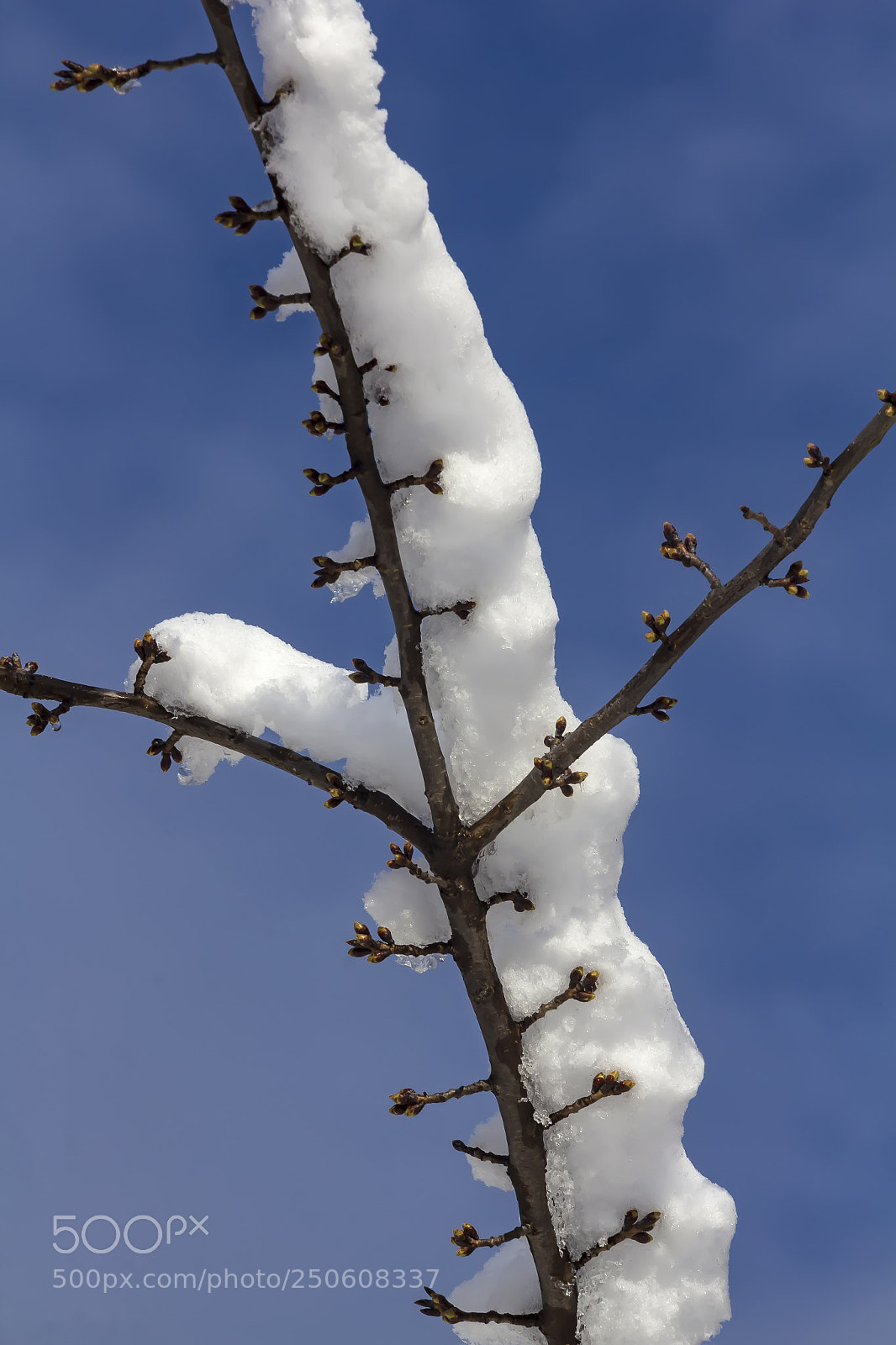 Canon EOS 60D sample photo. Snow and branch photography