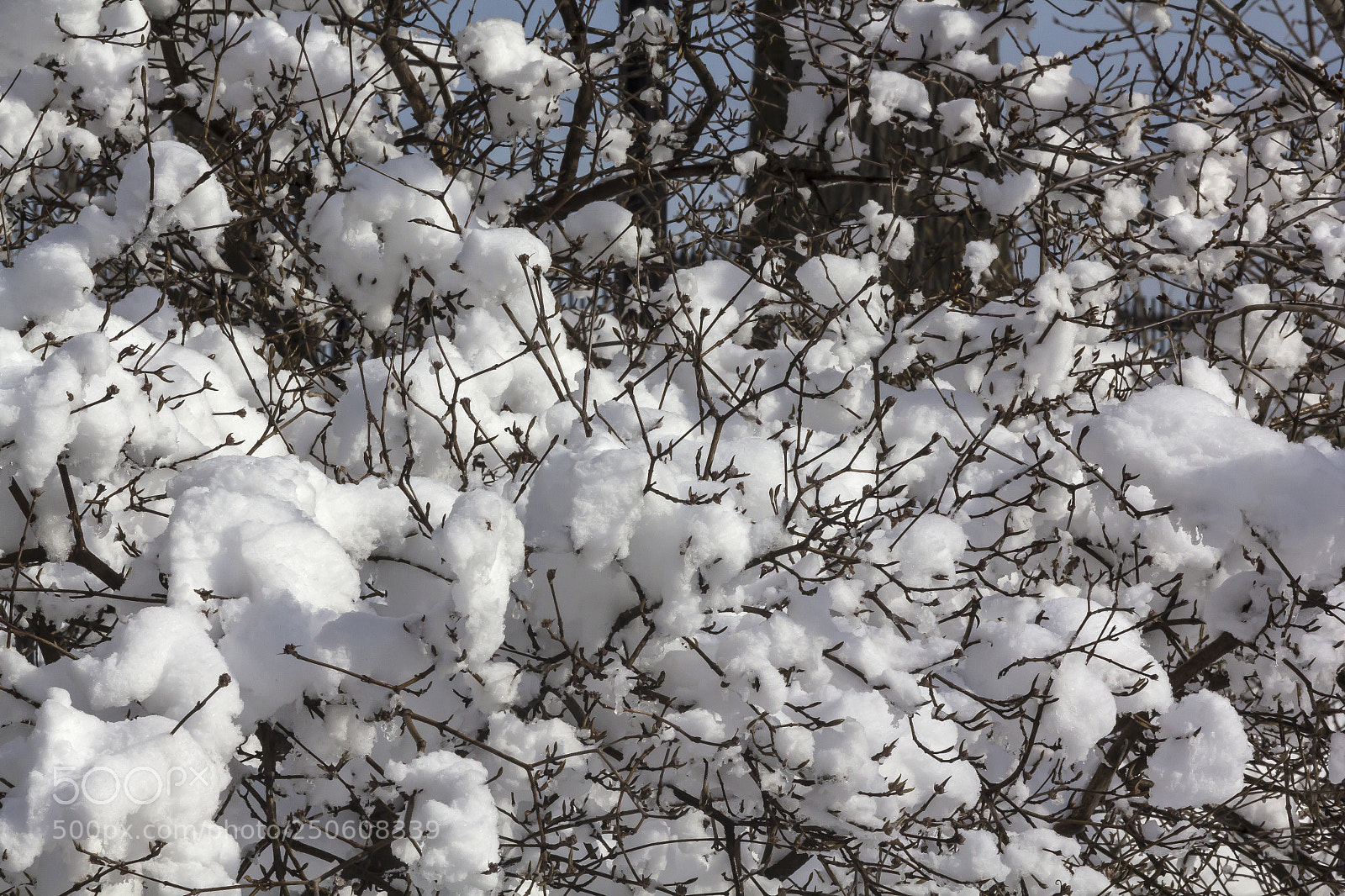 Canon EOS 60D sample photo. Snow and branches photography