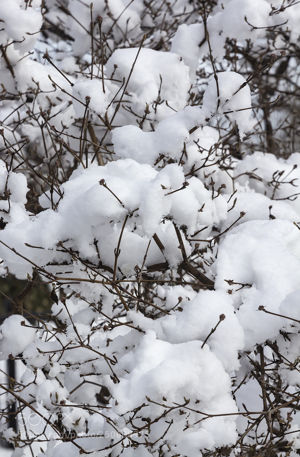 Canon EOS 60D sample photo. Snow and branches photography
