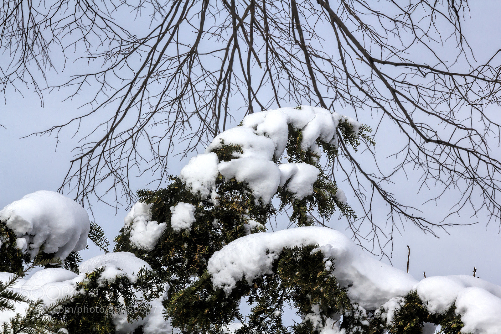Canon EOS 60D sample photo. Snow pine needles and photography