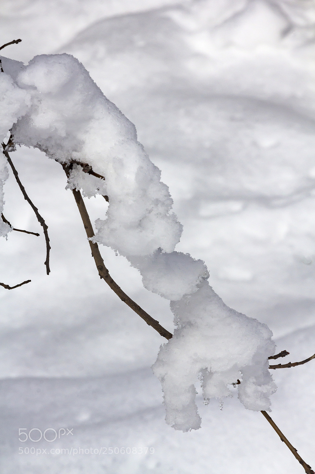 Canon EOS 60D sample photo. Snow and branch photography