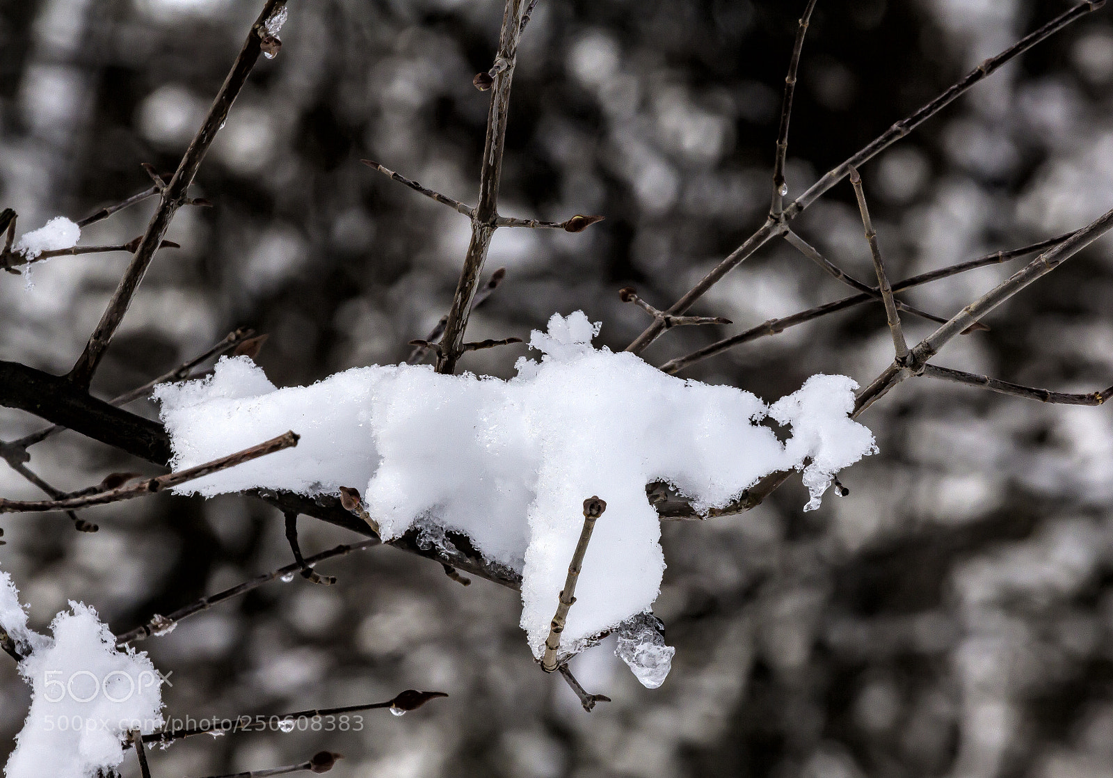 Canon EOS 60D sample photo. Snow branches and ice photography