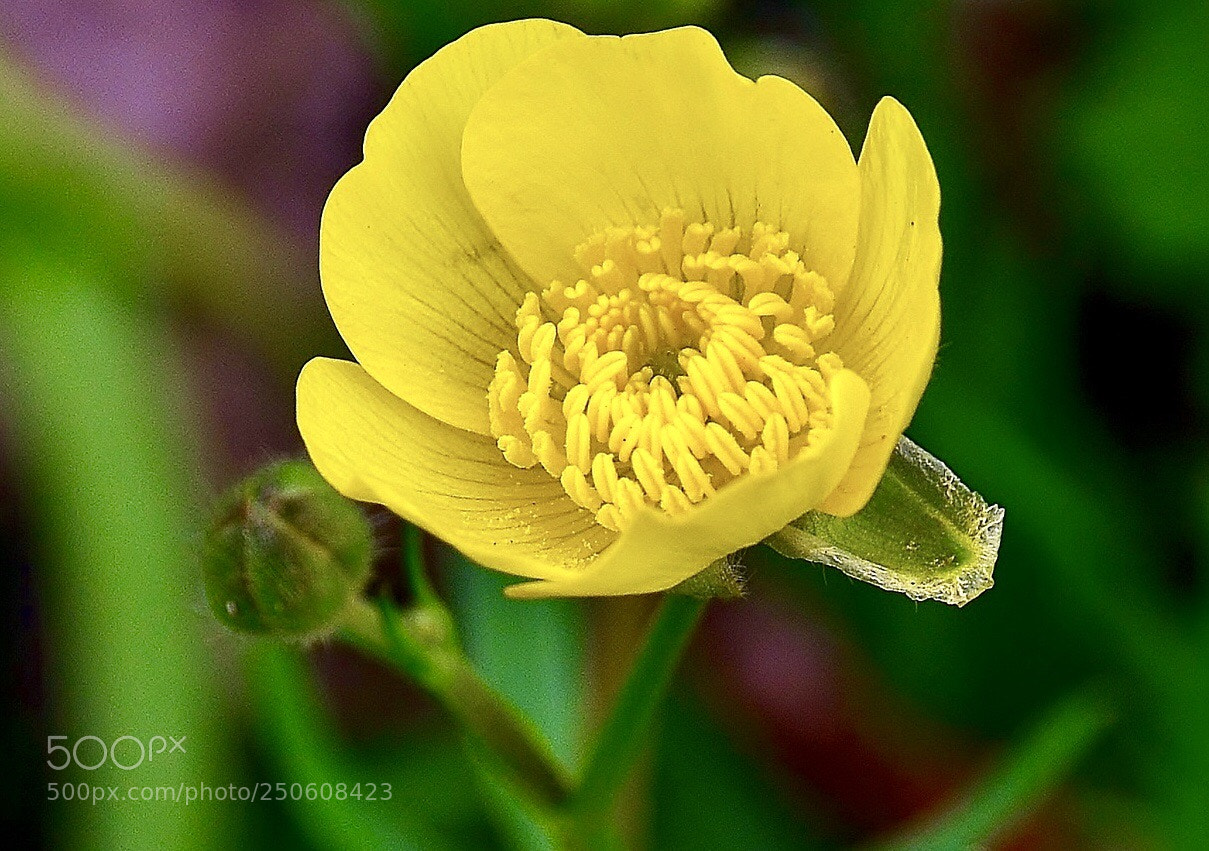 Nikon D7000 sample photo. Yellow love photography