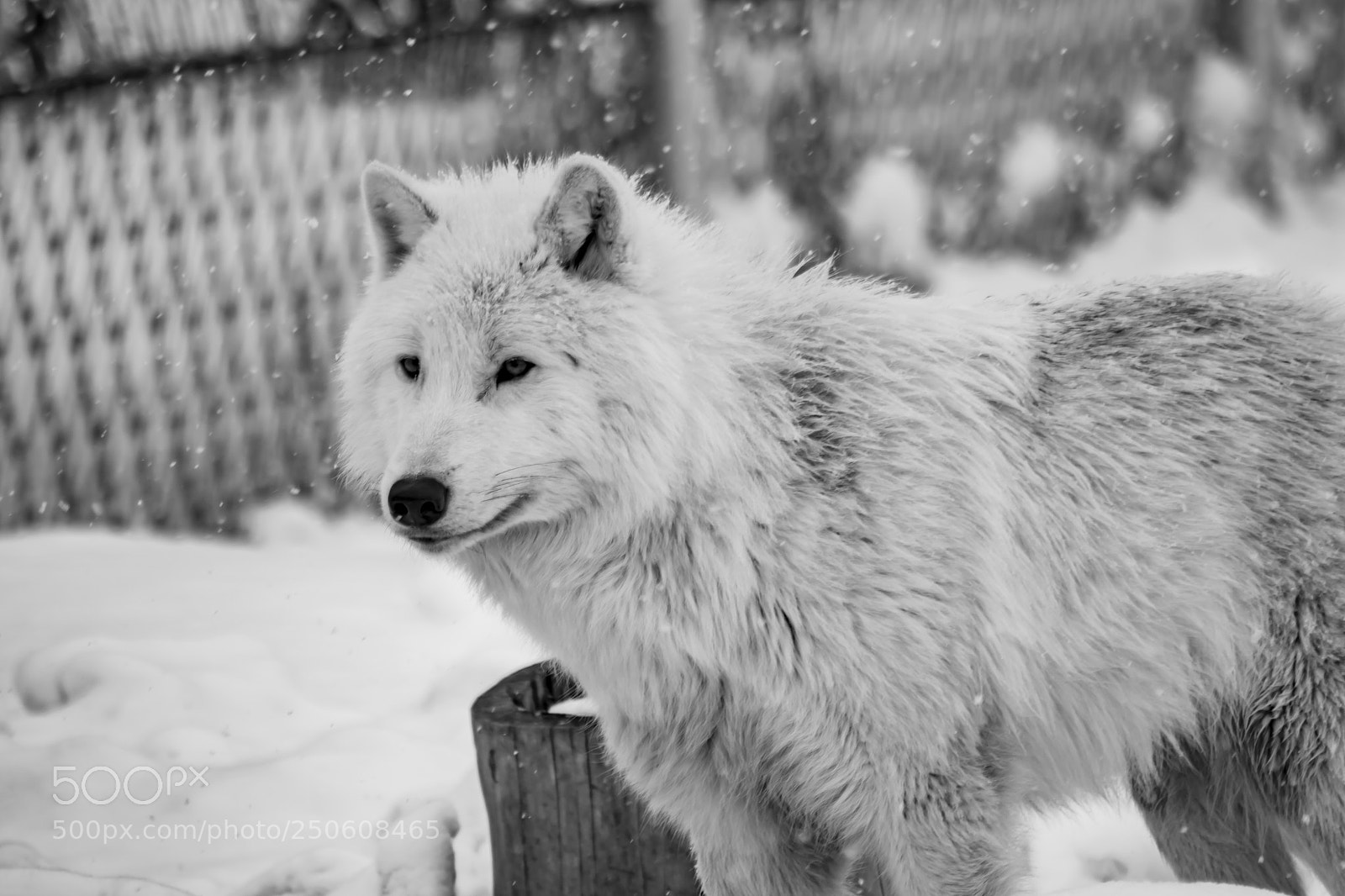 Nikon D3300 sample photo. Полярный волк photography