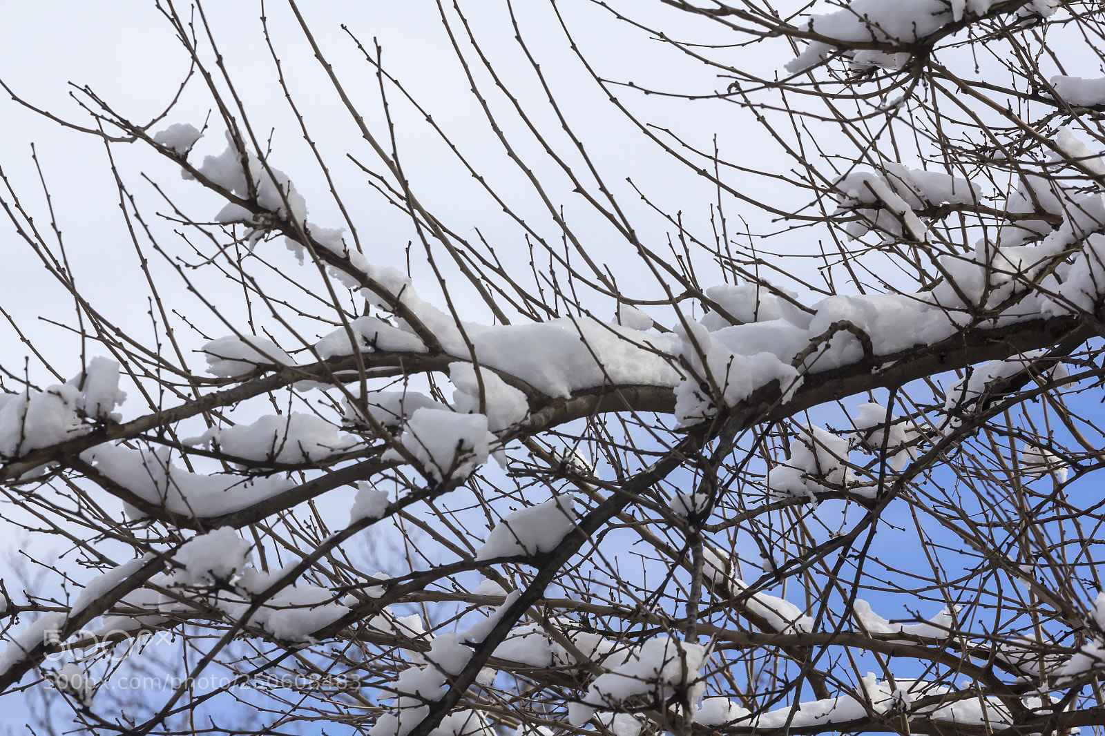 Canon EOS 60D sample photo. Snow trees branches sky photography