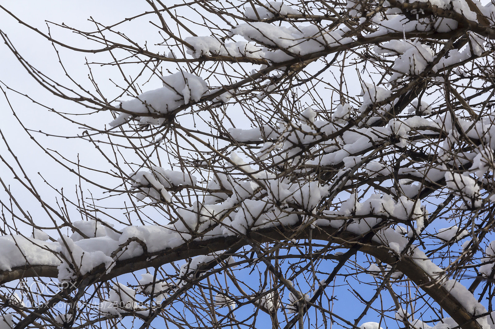 Canon EOS 60D sample photo. Snow sky and branches photography
