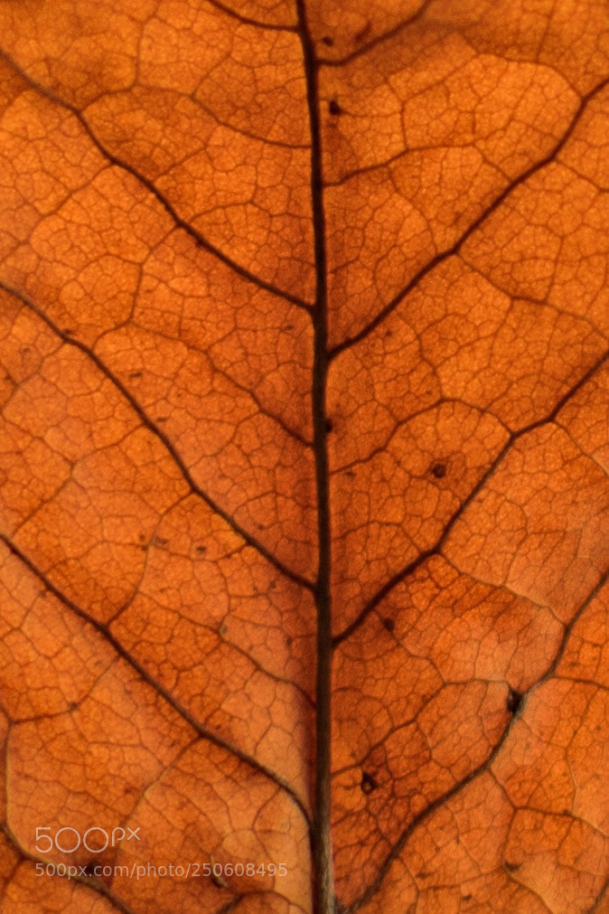 Nikon D7500 sample photo. Autumn arrived photography