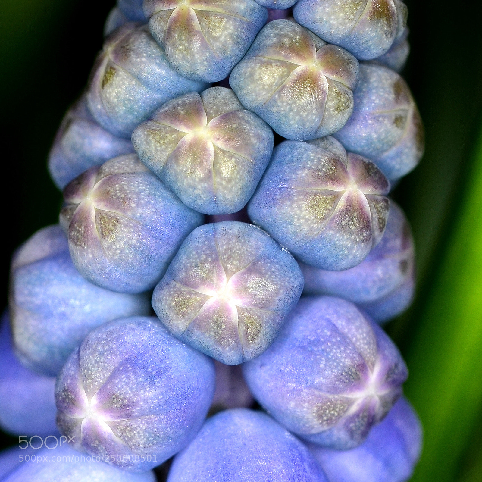 Nikon D7000 sample photo. Muscari detail photography