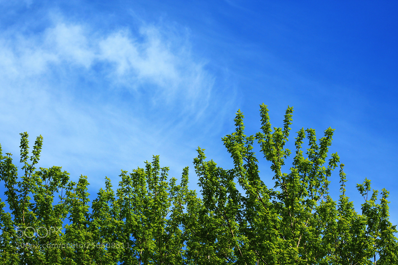 Canon EOS 1100D (EOS Rebel T3 / EOS Kiss X50) sample photo. Sky and tree photography