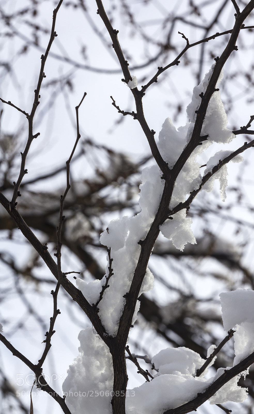 Canon EOS 60D sample photo. Snow ice and branches photography