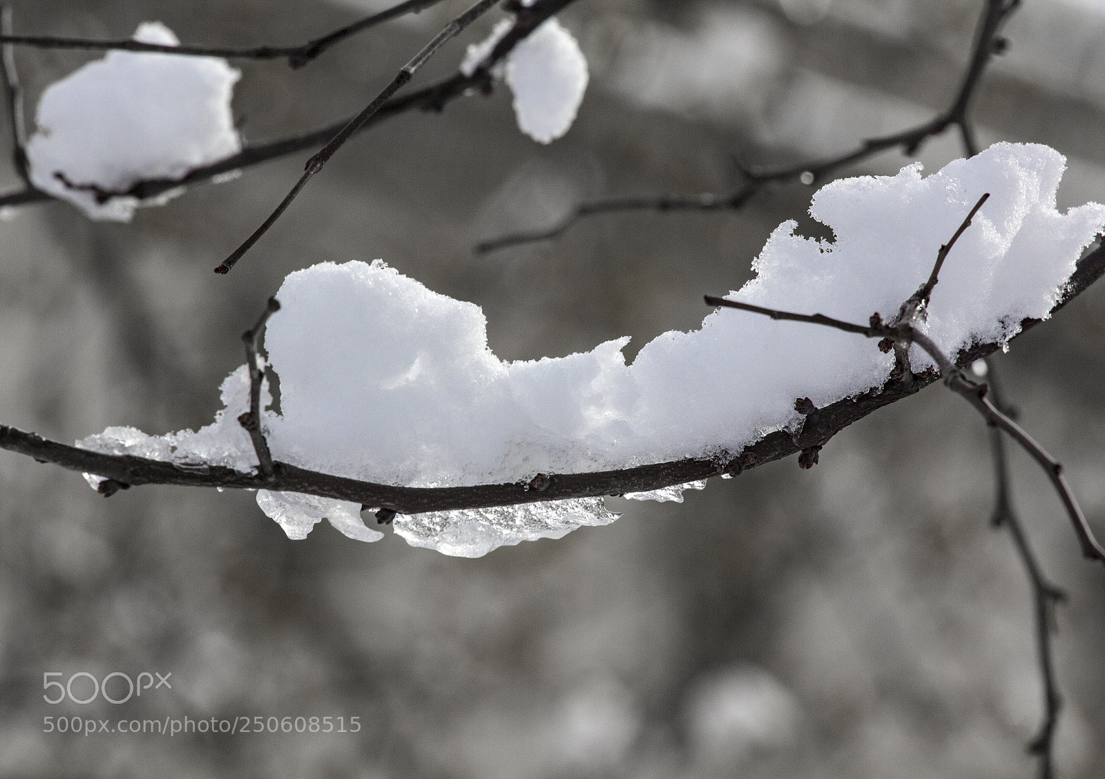 Canon EOS 60D sample photo. Snow ice and branches photography