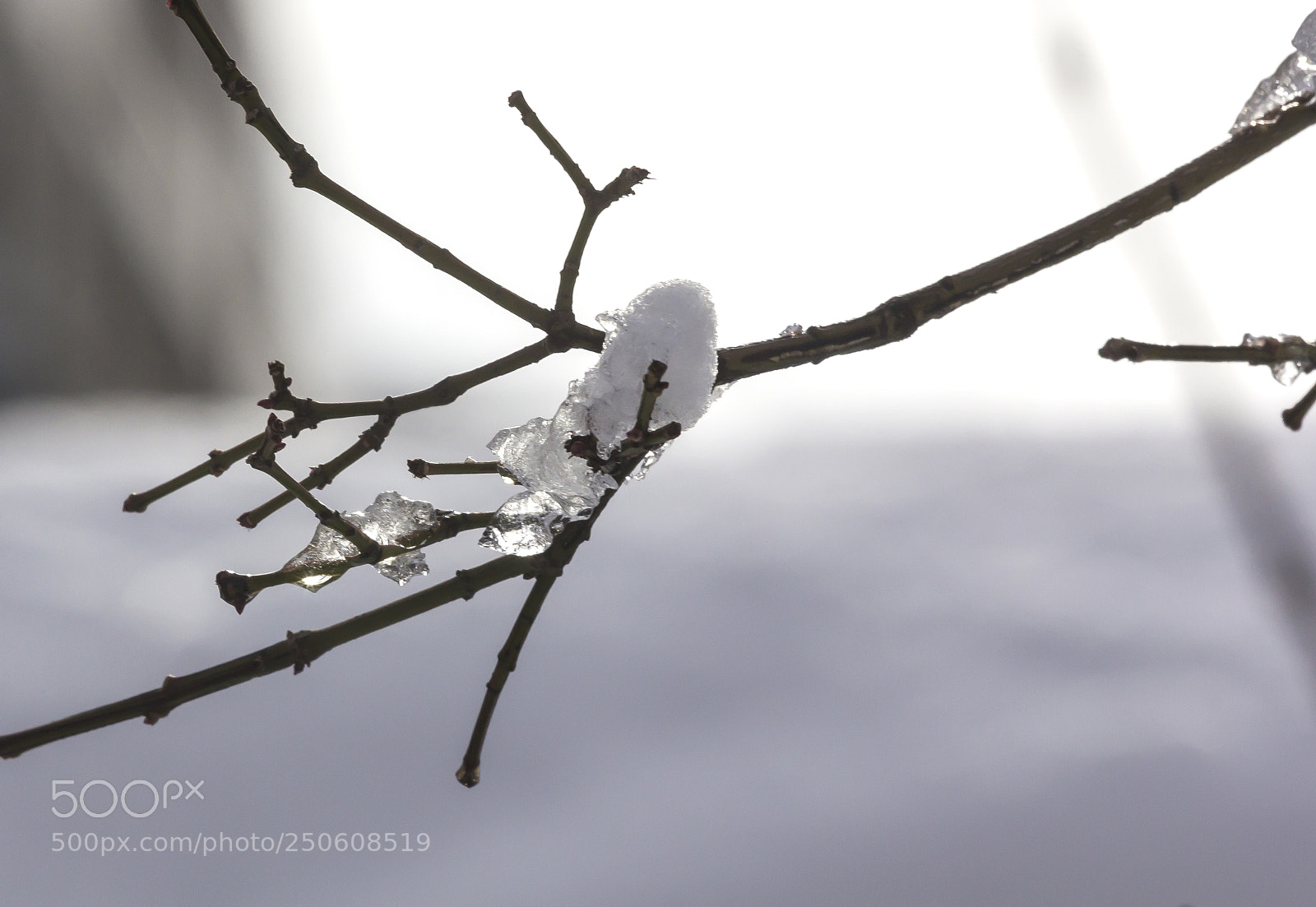 Canon EOS 60D sample photo. Snow branch and ice photography