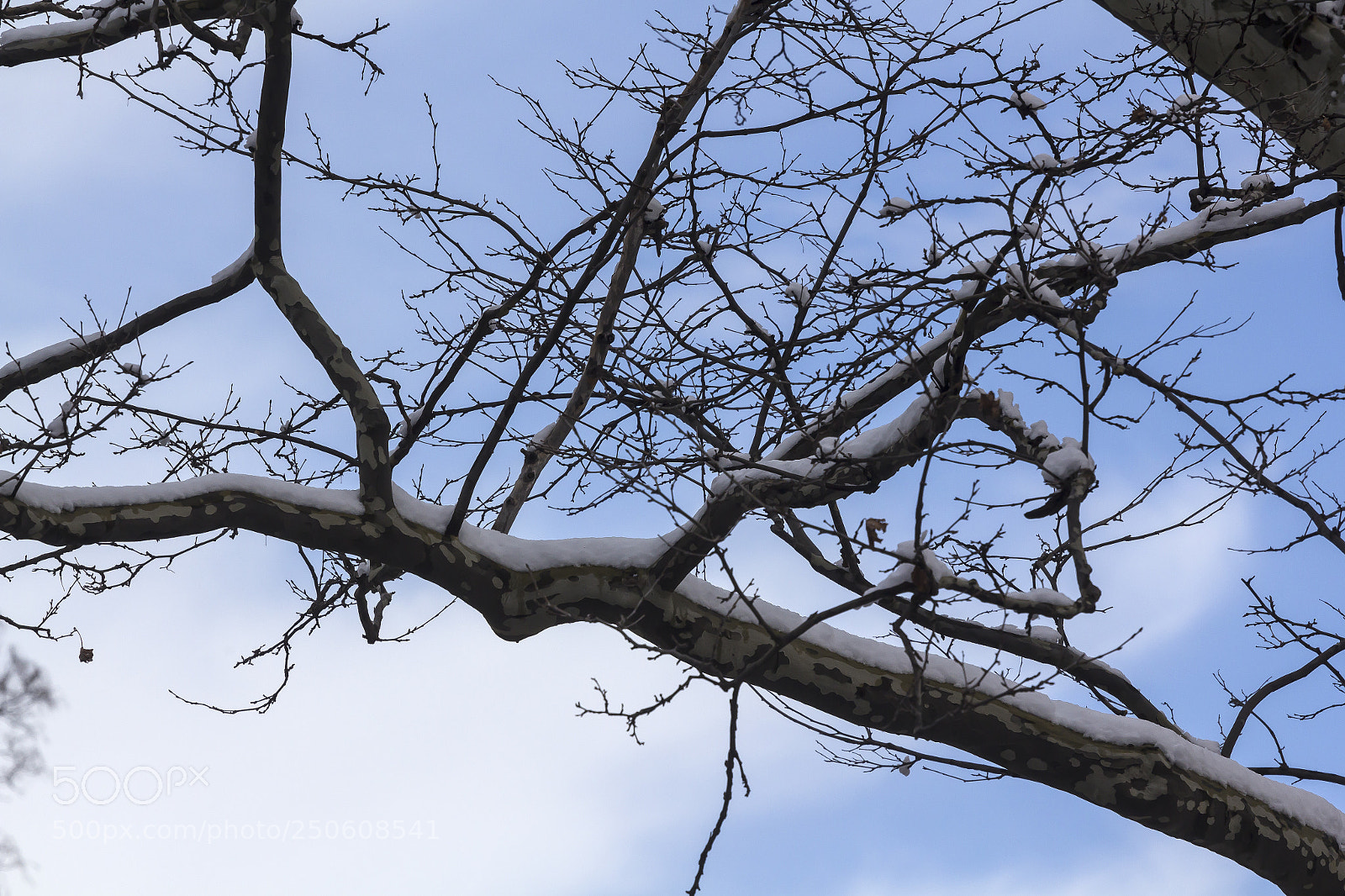 Canon EOS 60D sample photo. Snow trees and sky photography