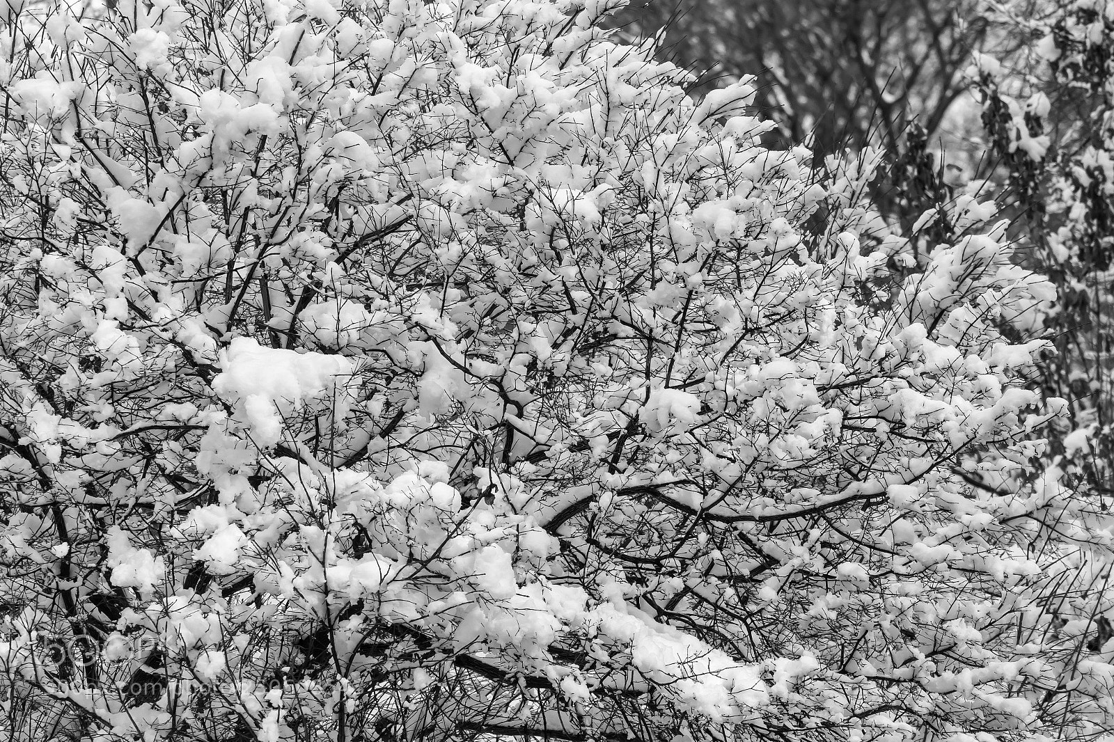 Canon EOS 60D sample photo. Snow branches and trees photography