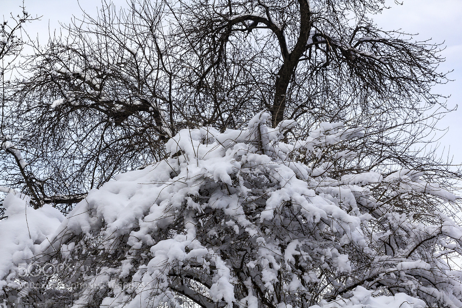 Canon EOS 60D sample photo. Snow branches and trees photography