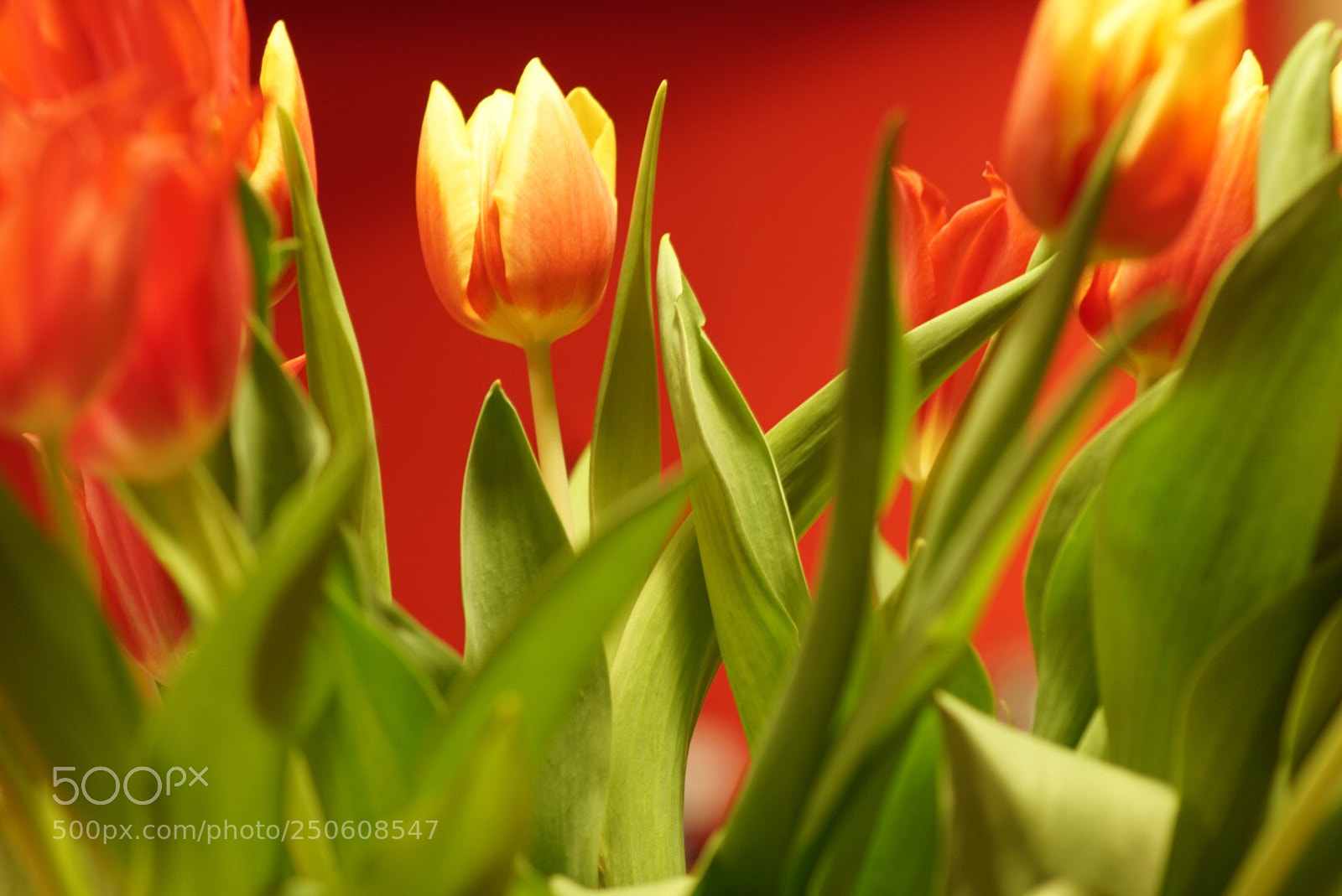 Sony a6500 sample photo. Spring in the kitchen  photography