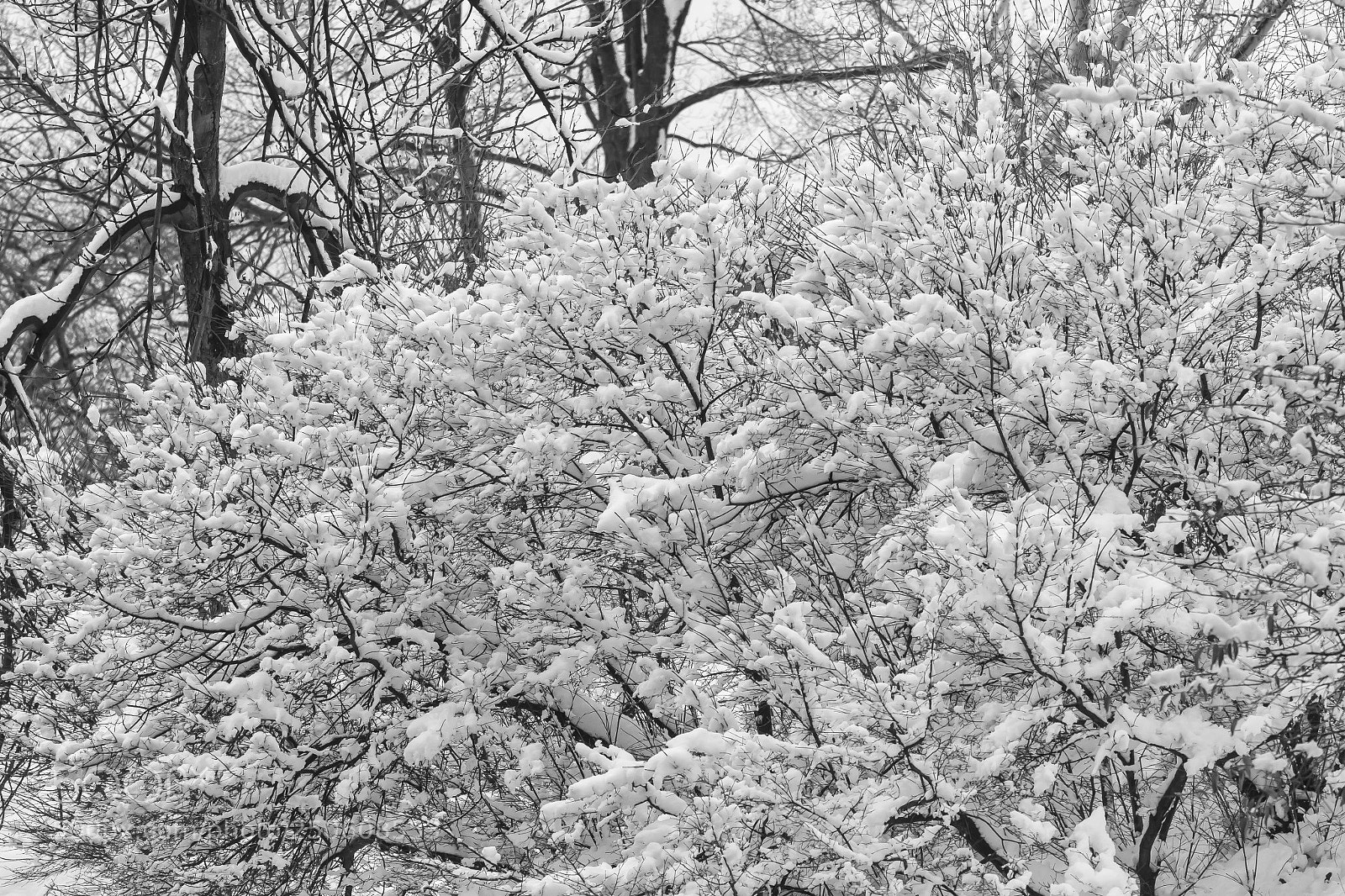 Canon EOS 60D sample photo. Snow branches and trees photography