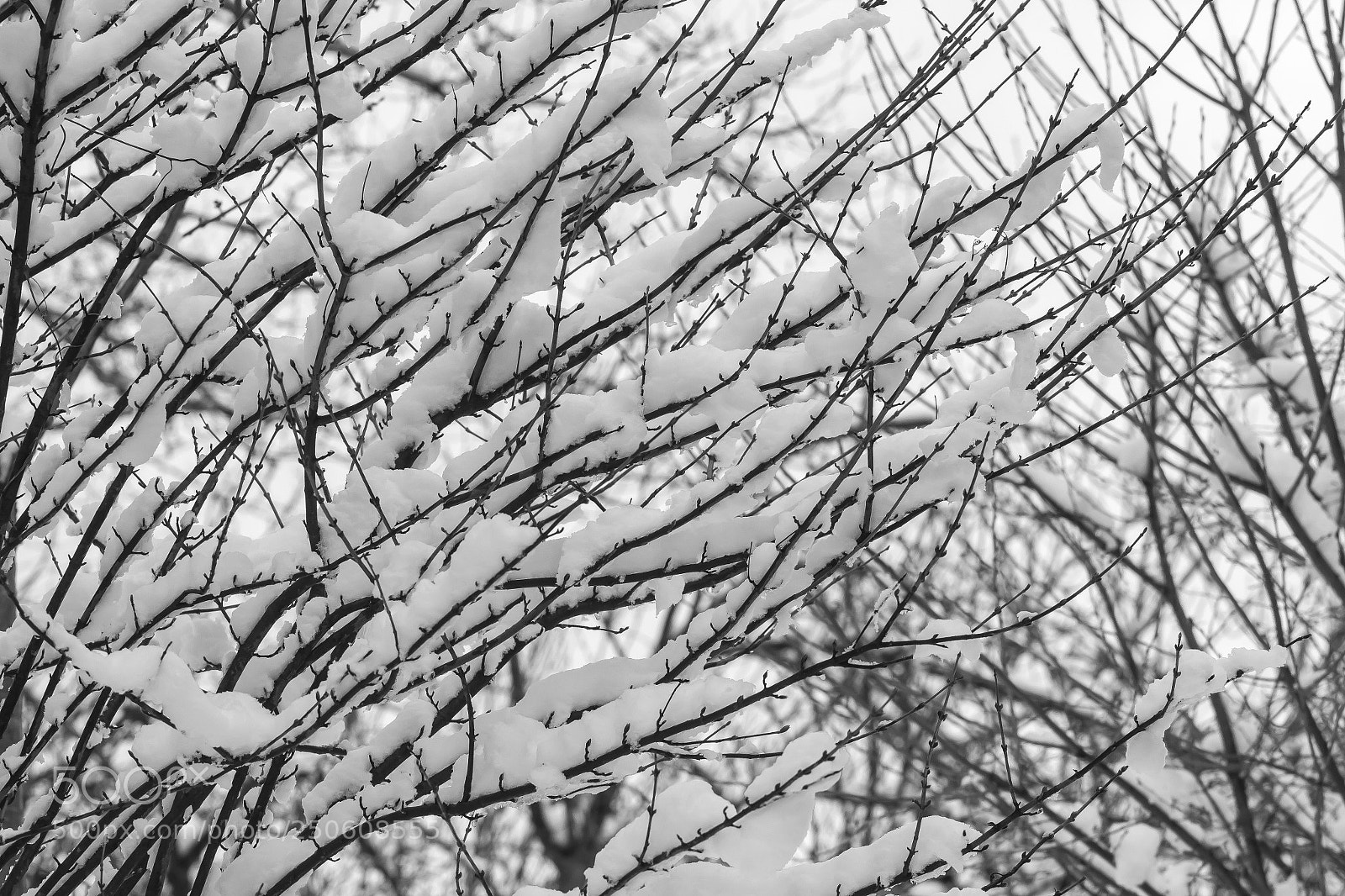 Canon EOS 60D sample photo. Snow and branches photography