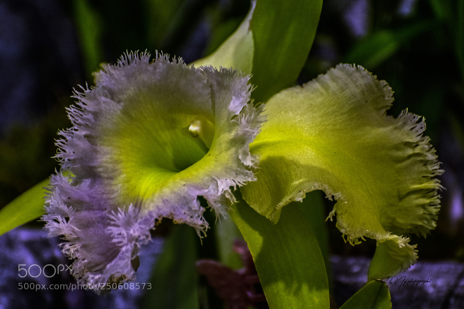 Nikon D3300 sample photo. Orchids photography
