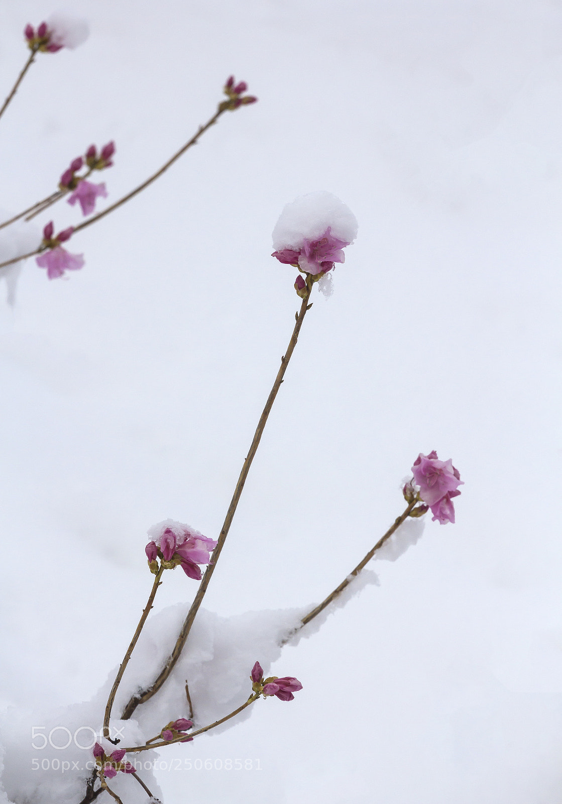 Canon EOS 60D sample photo. Spring flowers and snow photography