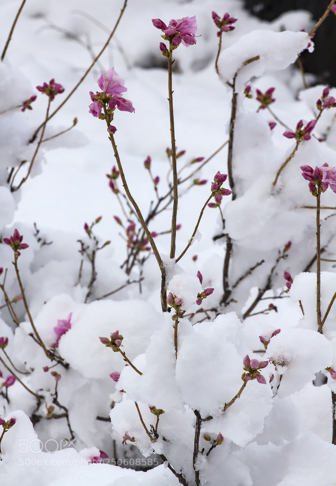 Canon EOS 60D sample photo. Spring flowers and snow photography