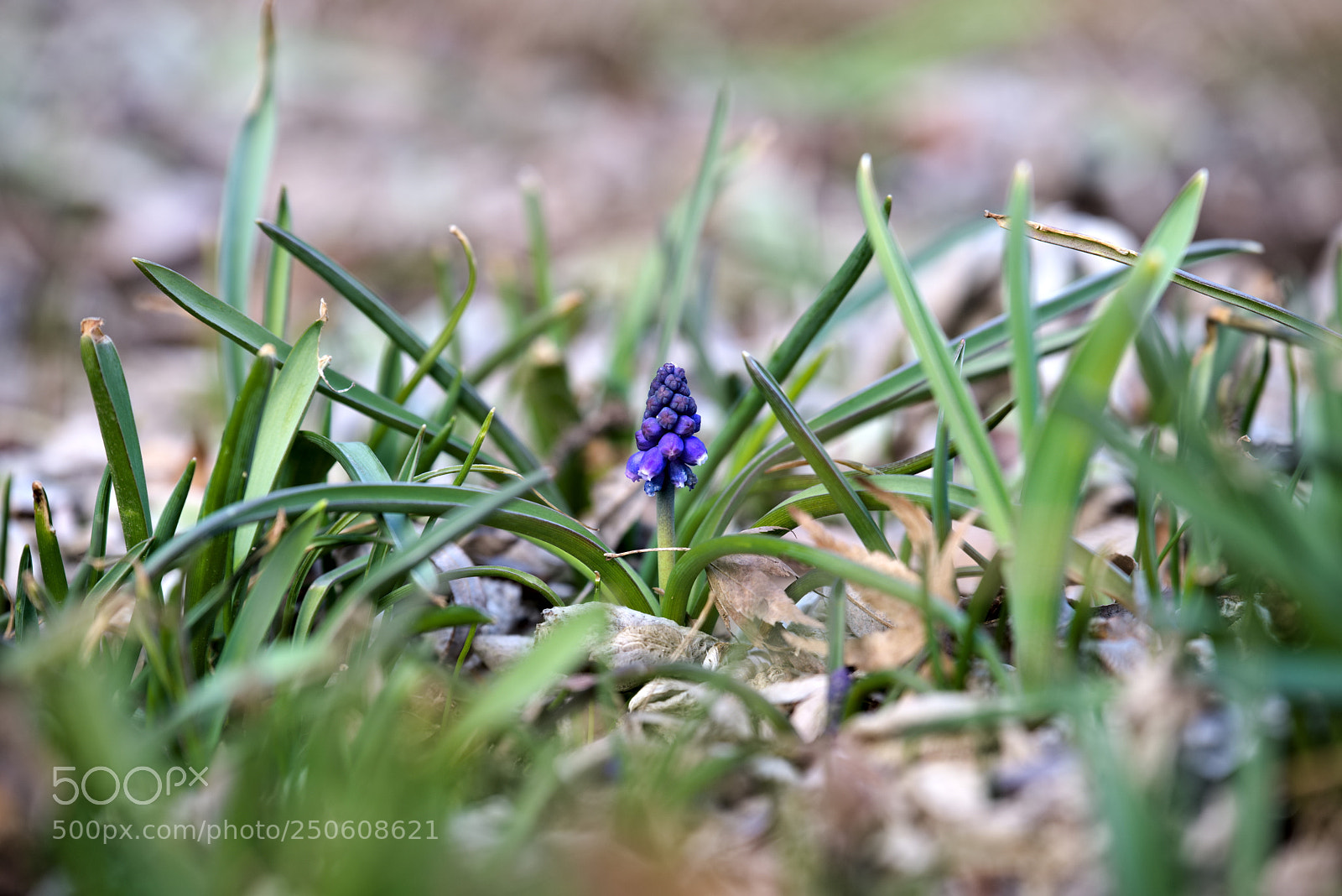Fujifilm X-T20 sample photo. Muscari photography