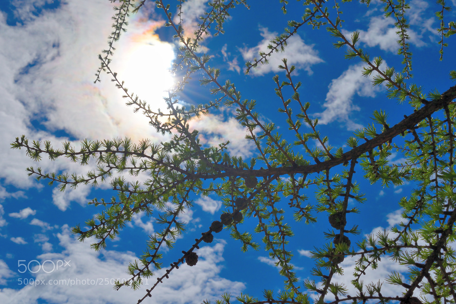 Nikon D3300 sample photo. Tree branch and sky photography