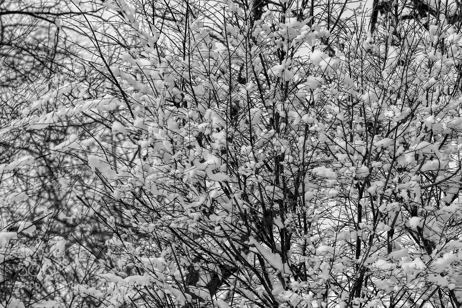 Canon EOS 60D sample photo. Snow and trees photography