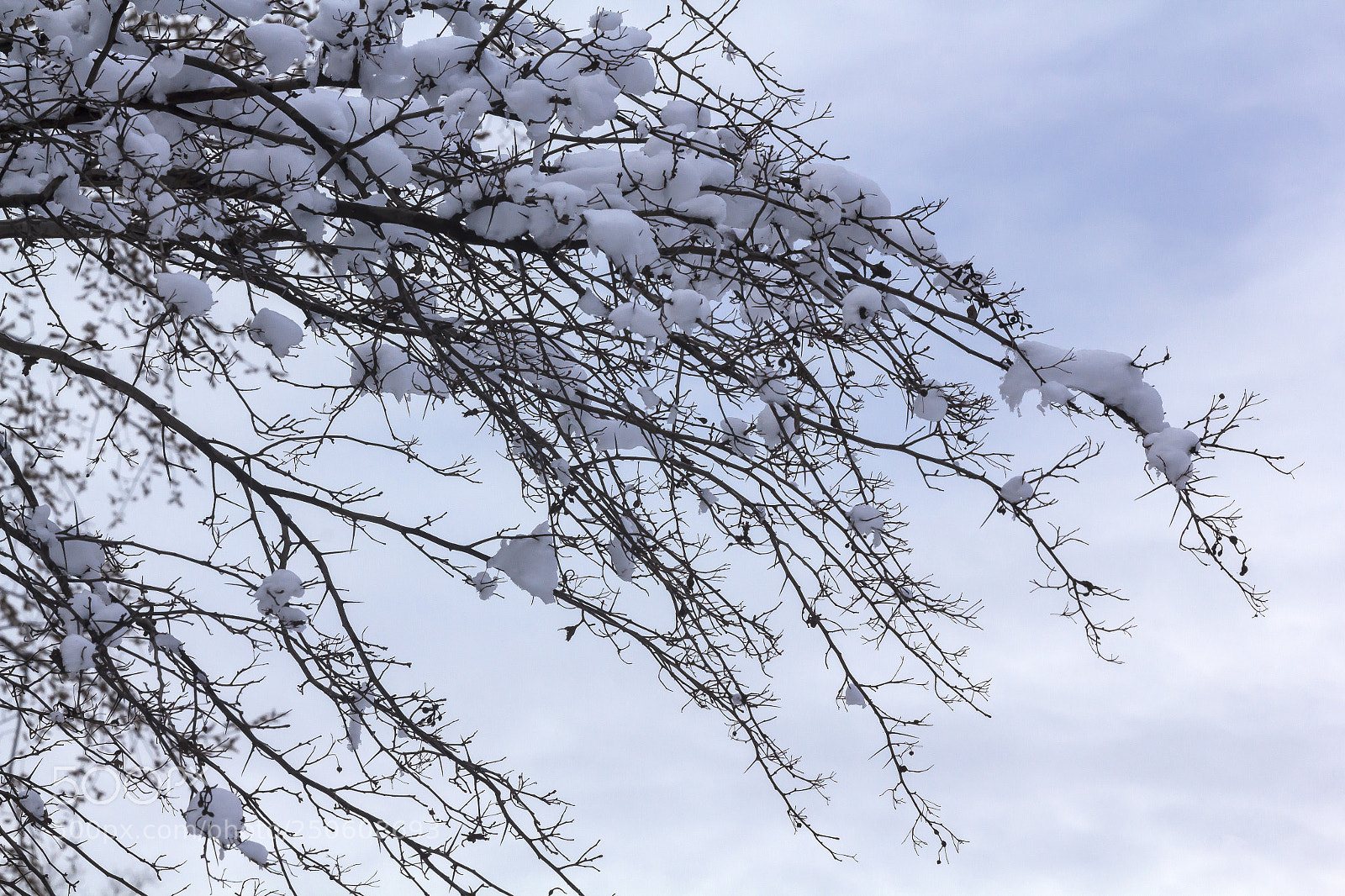 Canon EOS 60D sample photo. Snow branches sky and photography
