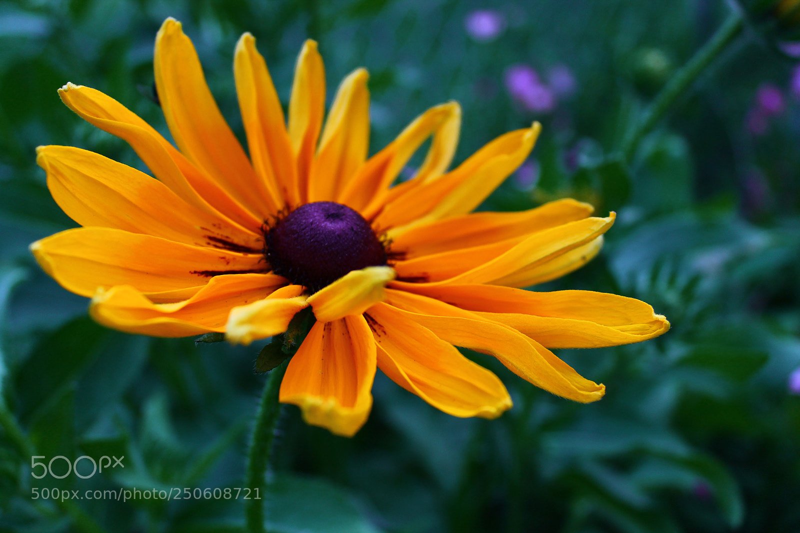 Canon EOS 1100D (EOS Rebel T3 / EOS Kiss X50) sample photo. Flower photography
