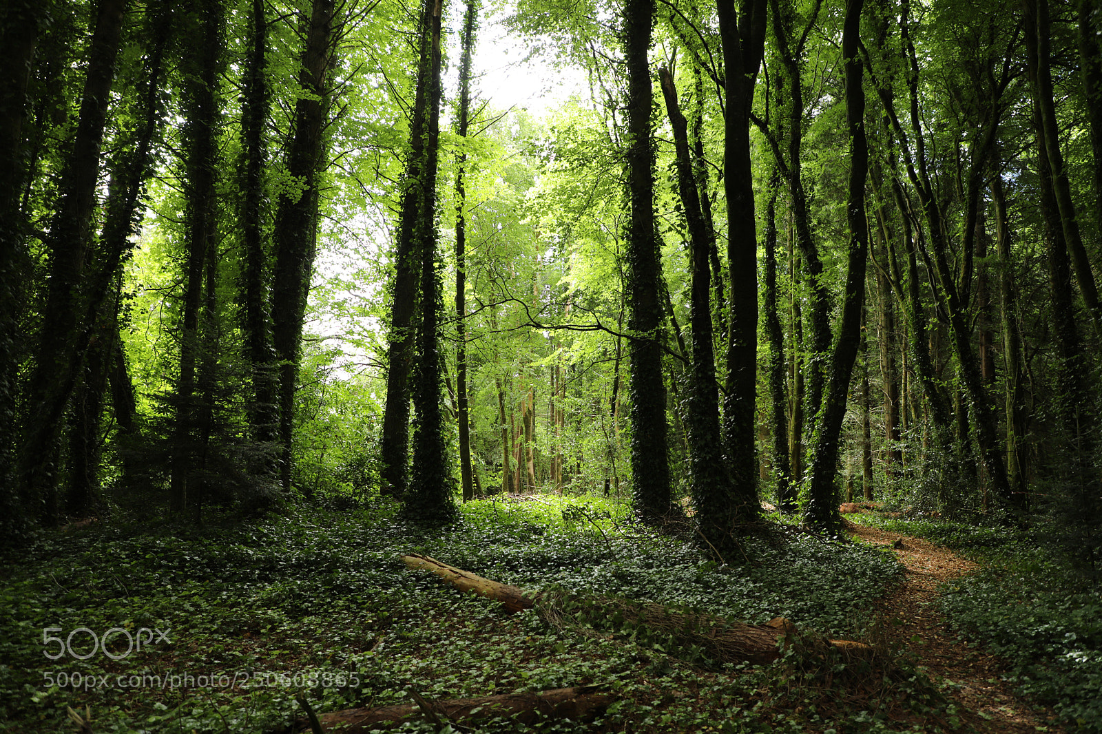 Canon EOS 5D Mark IV sample photo. Forest  photography